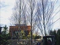 Large Newport Tree Project